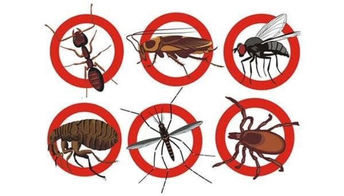  Một số phương pháp chống côn trùng hiệu quả nhất